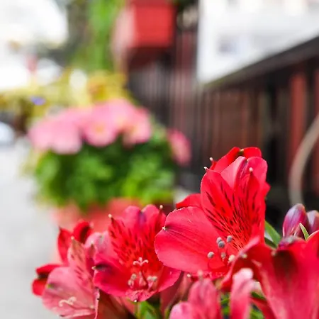 Vassilia ホテル 2*